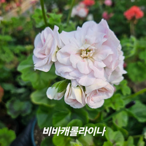 비바캐롤라이나 아이비제라늄