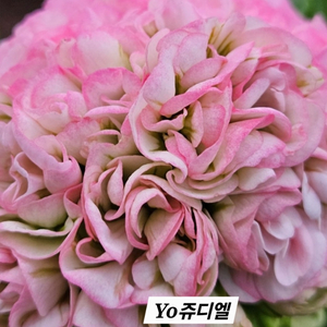 Yo쥬디엘 K제라늄 대품
