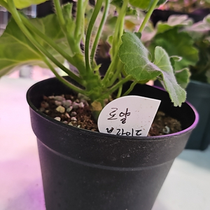 로얄브라이드 제라늄
