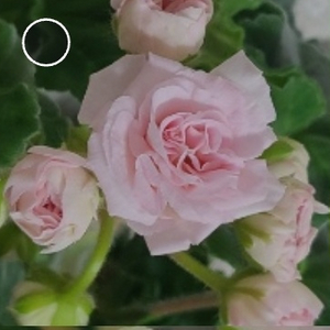 제라늄.화이트매직
