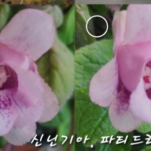 신닌기아. 파티드레스