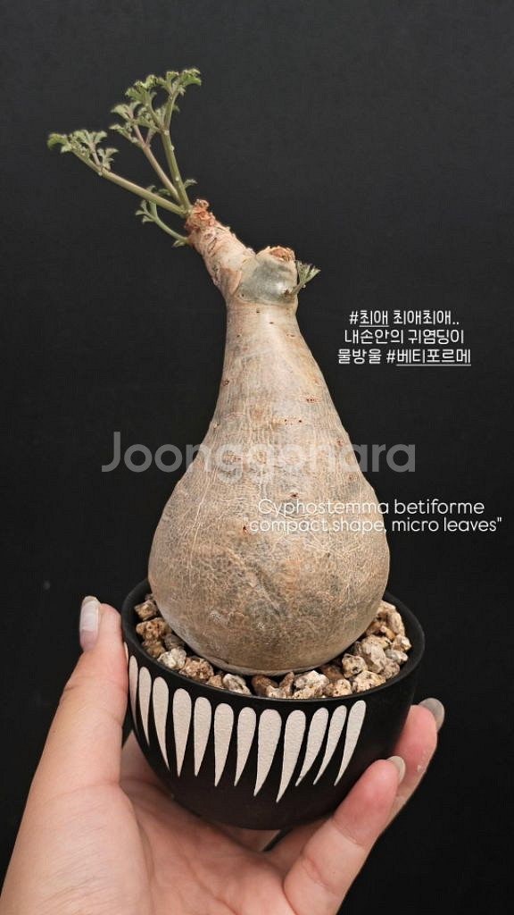 귀한 스몰립 소말리아폼 베티포르메 (아프리카식물/코덱스--0