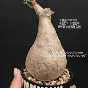 귀한 스몰립 소말리아폼 베티포르메 (아프리카식물/코덱스