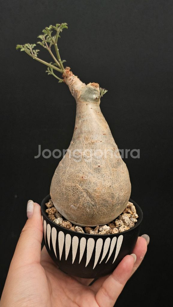 귀한 스몰립 소말리아폼 베티포르메 (아프리카식물/코덱스--1