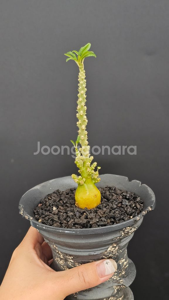 귀한 기가스 블라타 씨들링 (아프리카식물/코덱스)--0