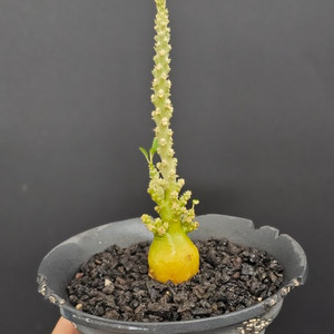 귀한 기가스 블라타 씨들링 (아프리카식물/코덱스)