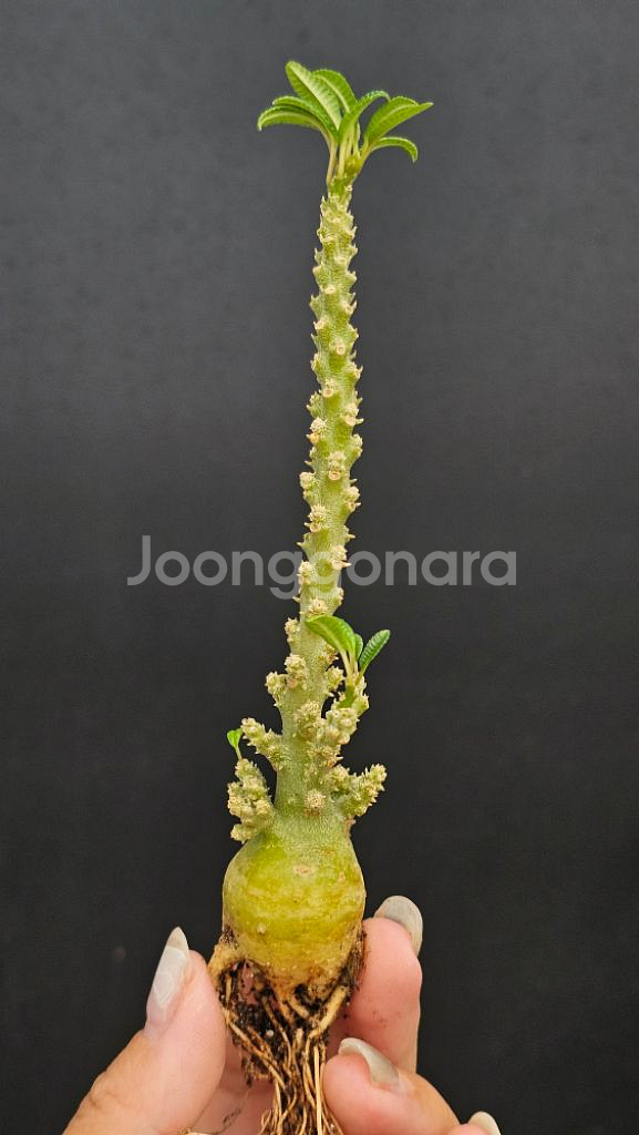 귀한 기가스 블라타 씨들링 (아프리카식물/코덱스)--1