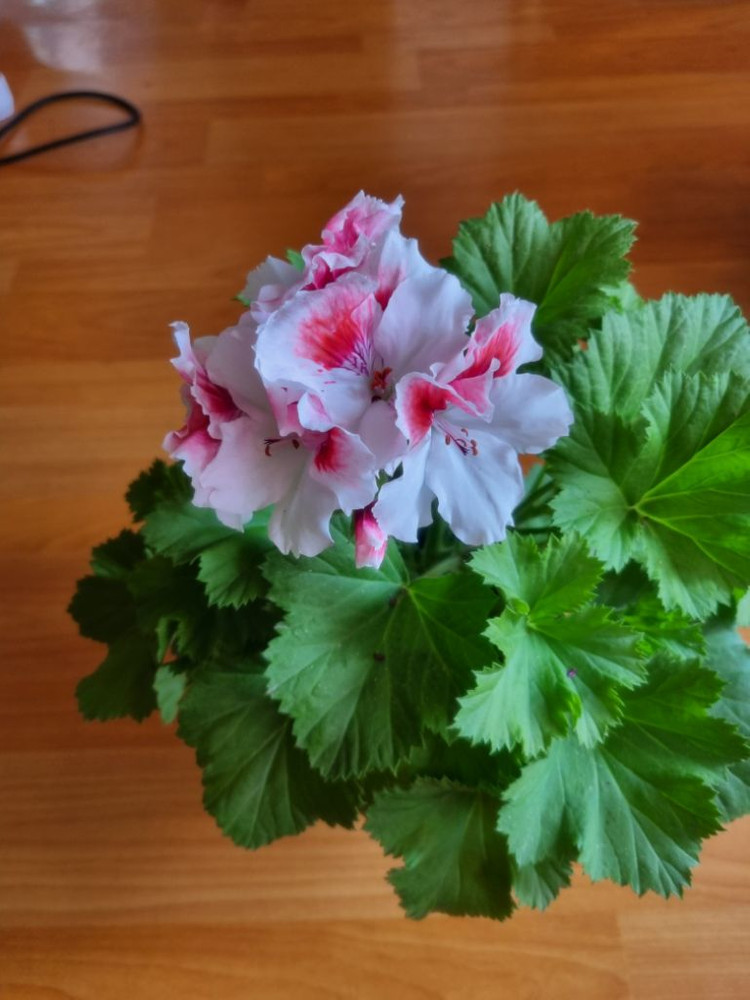 콴탁 퍼스트브러쉬 제라늄--1