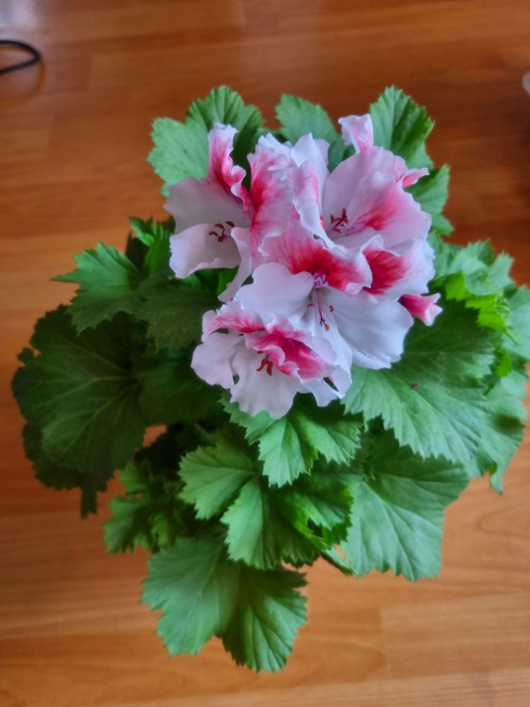 콴탁 퍼스트브러쉬 제라늄--2