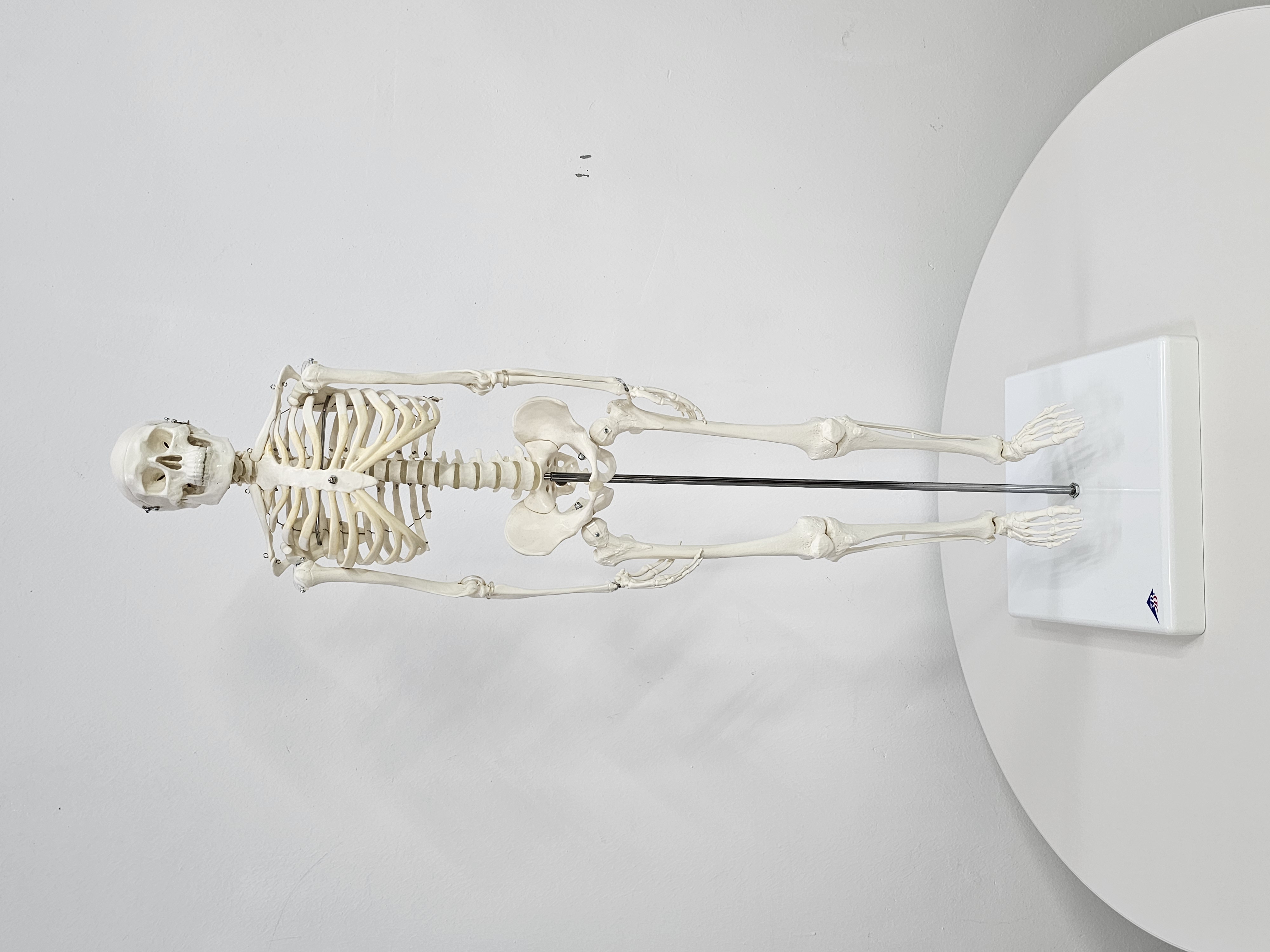 인체 뼈 모형 80cm 미니 전신골격 3B 독일 A18