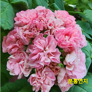 분홍연지 제라늄