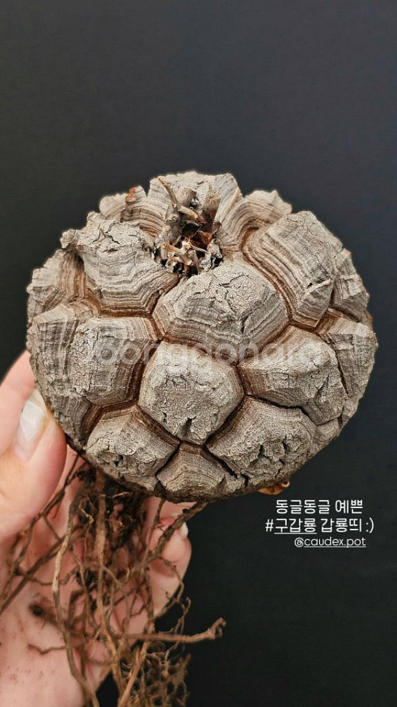 동글 구갑룡 (아프리카식물/코덱스)--0