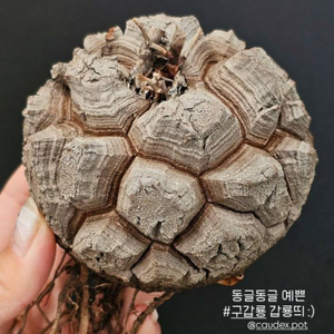 동글 구갑룡 (아프리카식물/코덱스)