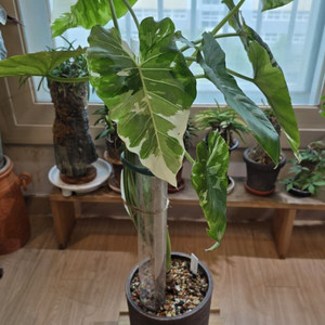 알로카시아 오키나와 실버