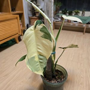 알로카시아 치아펜스 바리에가타