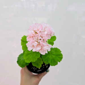 미즈아로수 제라늄