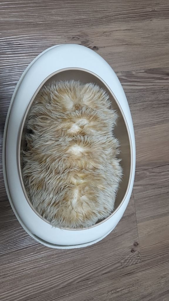 AI 로봇펫 카시오 모플린(moflin)--1