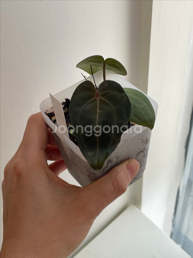 안스리움 파필퍼플 다크피닉스 레드베인--3