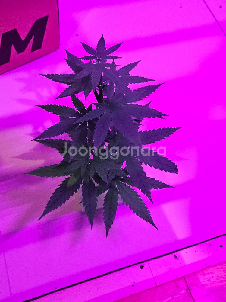 대마 (마리화나)--0