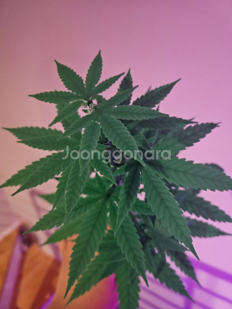 대마 (마리화나)--1
