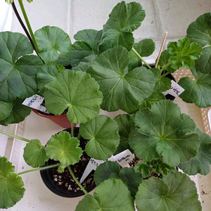 엘브루스와 제라늄3종 세트(택포)