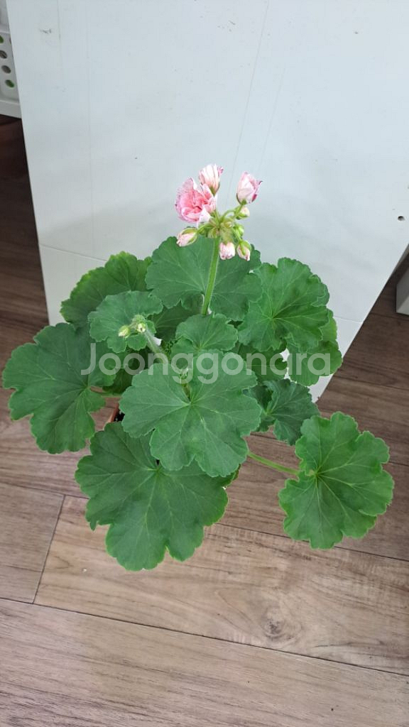 송찬 한국 제라늄 중대품--1