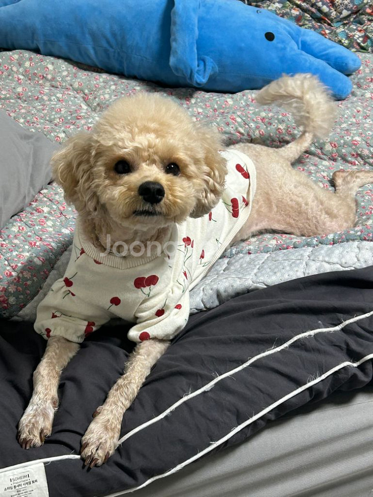 레이어드스커트--0