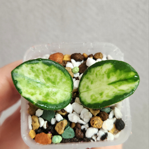 호야 마틸드 바리에가타