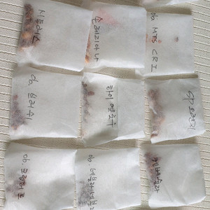 사랑초구근15종