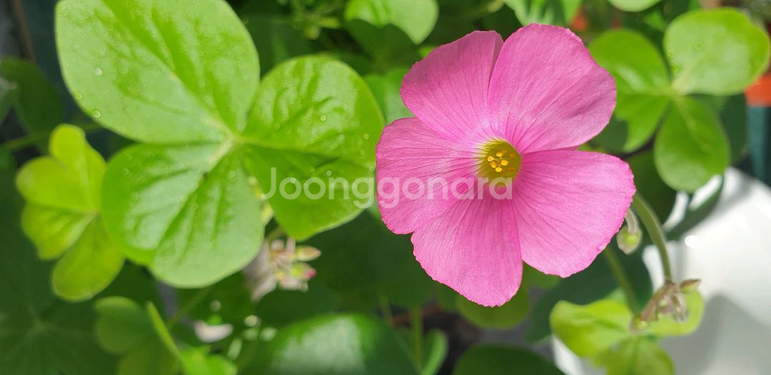 사랑초구근15종--3
