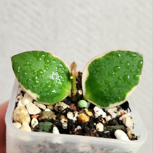 호야 인커블라 알보