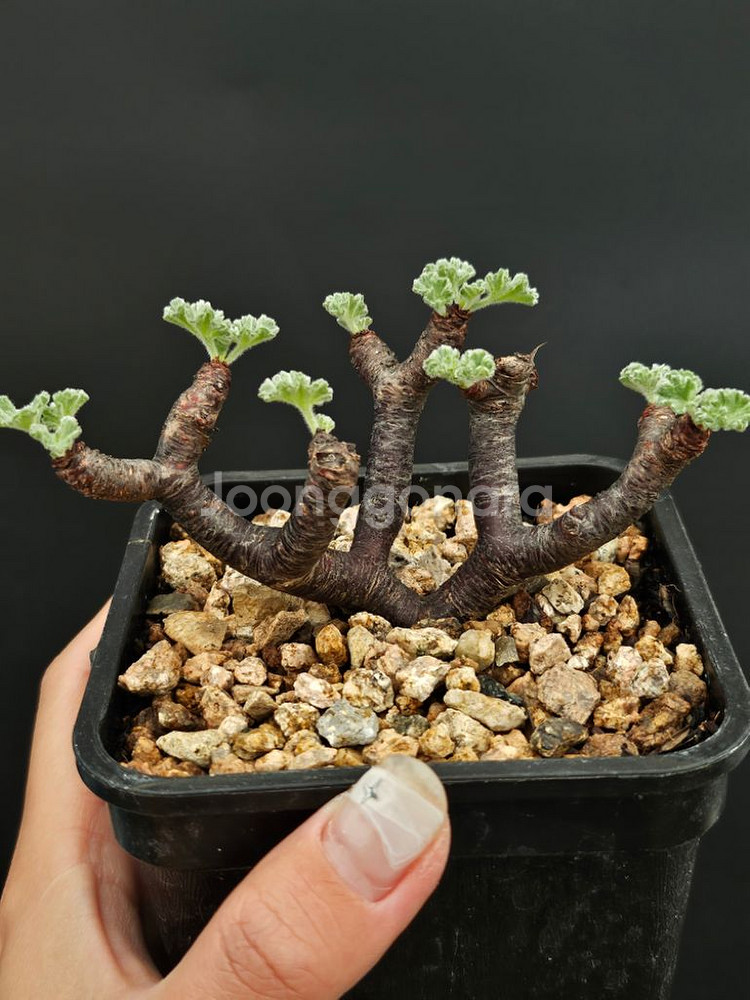 착한분양가 졸귀 미니 야생 미라블 글보 아프리카식물--0