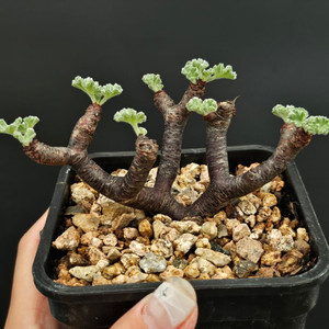 착한분양가 졸귀 미니 야생 미라블 글보 아프리카식물