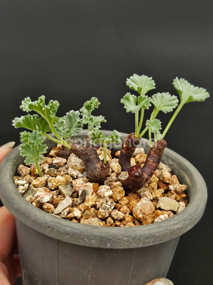 착한분양가 졸귀 미니 야생 미라블 글보 아프리카식물--1