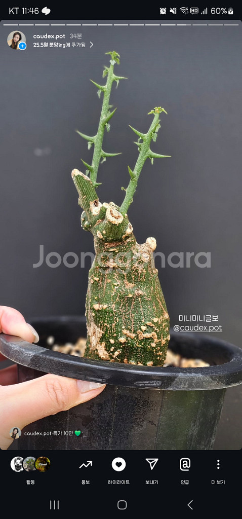 착한분양가 졸귀 미니 야생 미라블 글보 아프리카식물--2