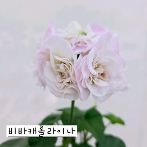 비바캐롤라이나 제라늄