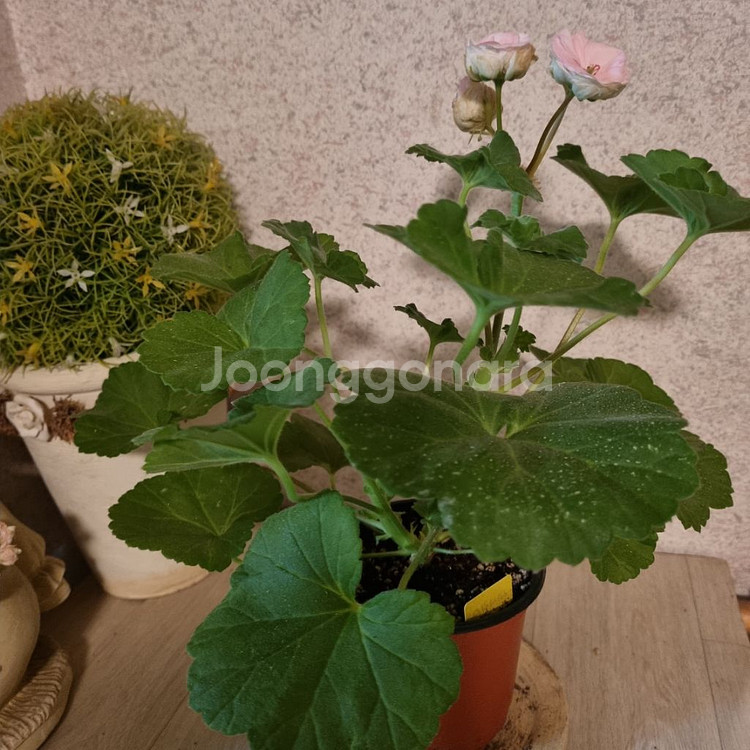 제라늄 대너리스 중대품--3
