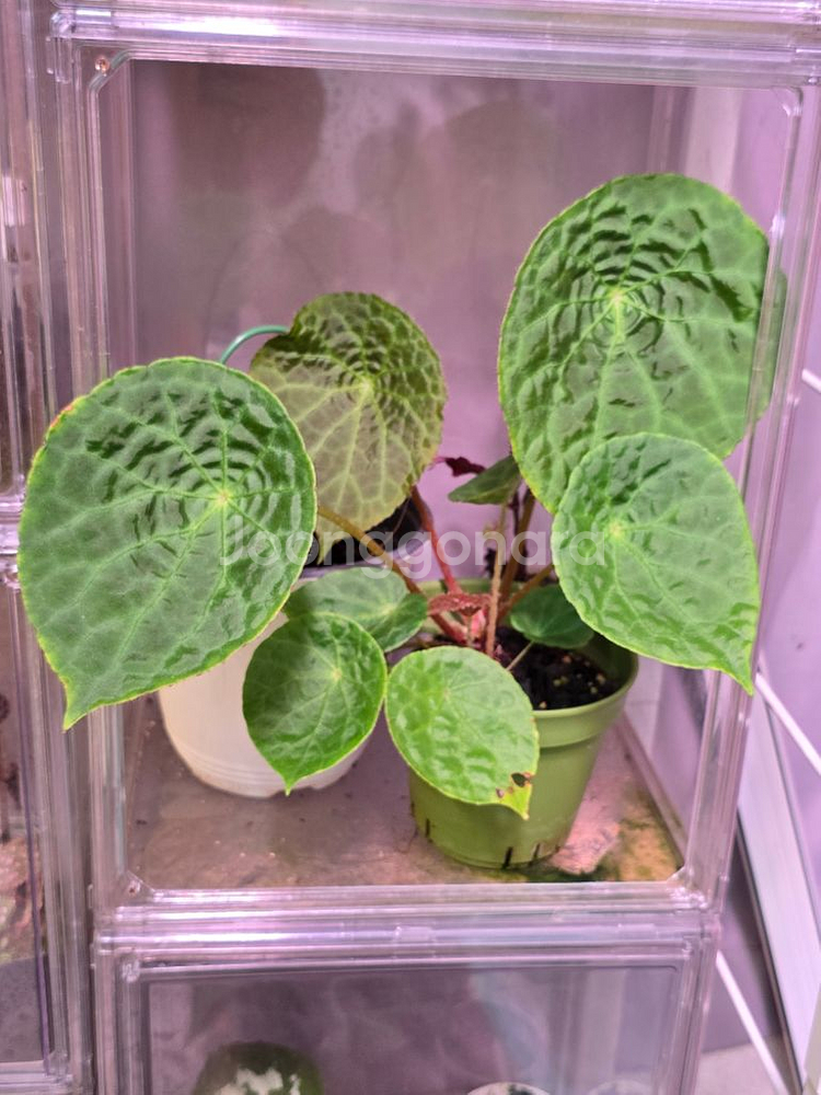 베고니아 푸토엔시스 나투나엔시스--0