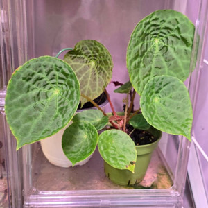 베고니아 푸토엔시스 나투나엔시스