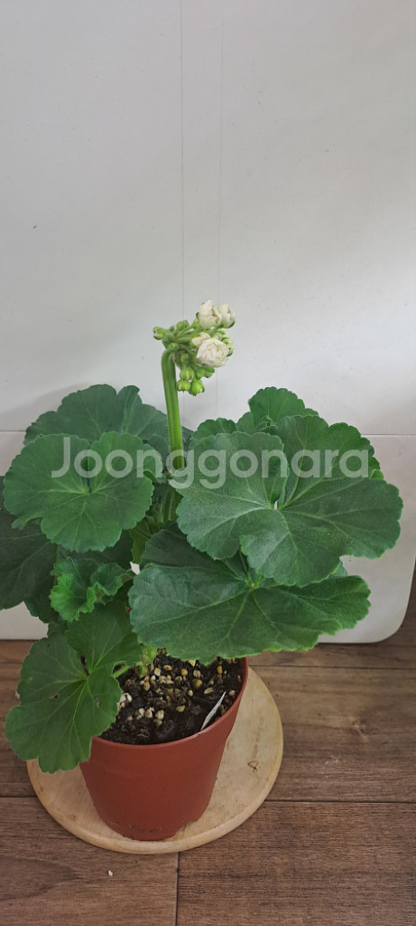 메드펄화이트 러시아 제라늄--2