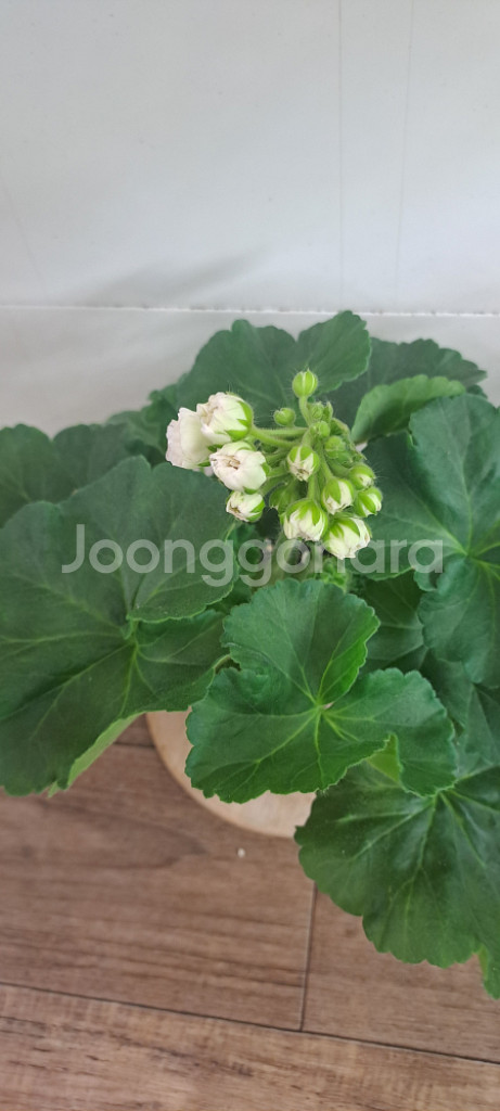 메드펄화이트 러시아 제라늄--1