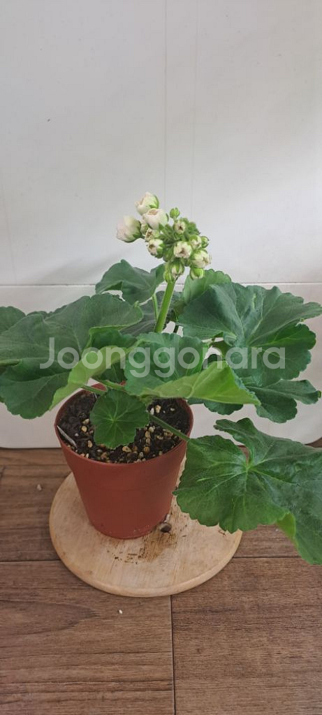 메드펄화이트 러시아 제라늄--0