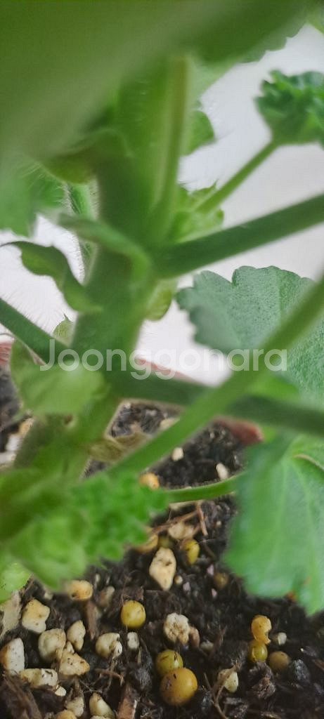 메드펄화이트 러시아 제라늄--3