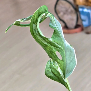 몬스테라 민트아단소니 바리에가타