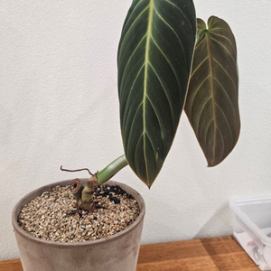 필로덴드론 기가스