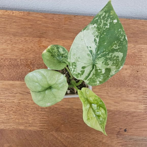 알로카시아 시누아타 바리에가타