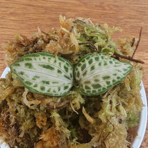 Nishikiran japan 보석란