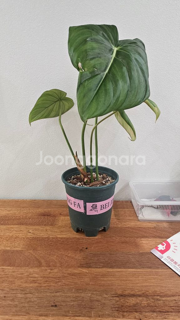 필로덴드론 파스타짜넘--3