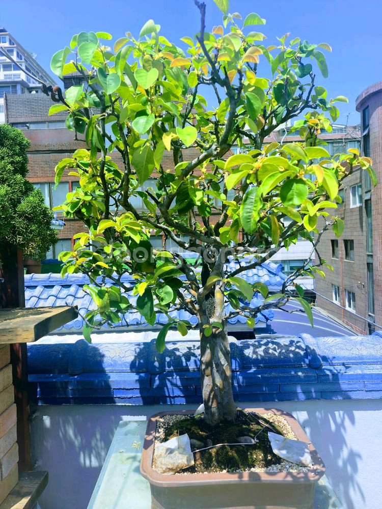 수령 45년 이상된 모과 나무분재 식물,꽃,화초 원예--0