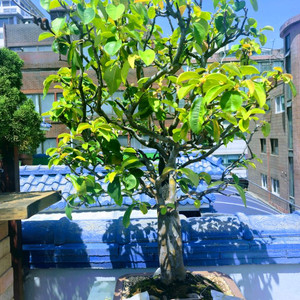 수령 45년 이상된 모과 나무분재 식물,꽃,화초 원예